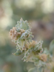 Atriplex elegans