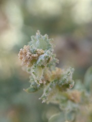 Atriplex elegans