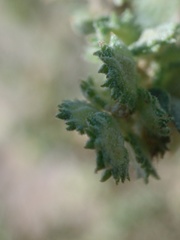 Atriplex elegans