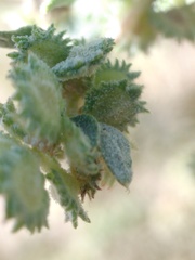 Atriplex elegans