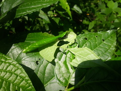 Consul fabius cecrops