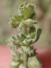 Atriplex elegans