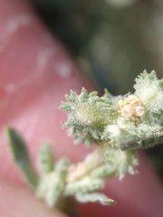 Atriplex elegans