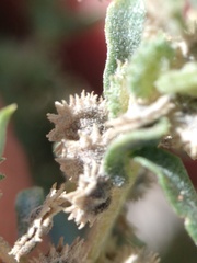 Atriplex elegans