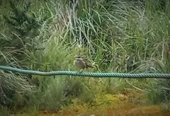 Cinclodes albidiventris