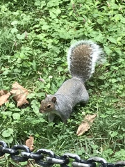 Sciurus carolinensis