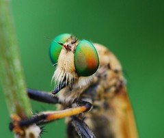 Cophinopoda