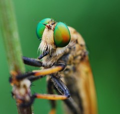 Cophinopoda