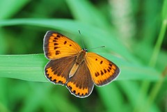 Lycaena dispar