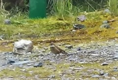 Cinclodes albidiventris