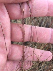 Aristida longespica