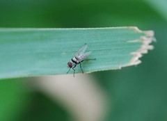 Anthomyia illocata