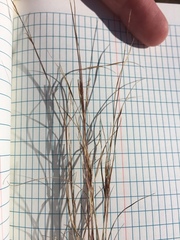 Aristida longespica