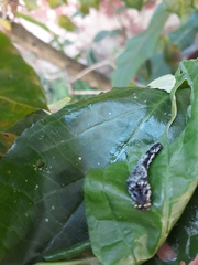 Consul fabius cecrops