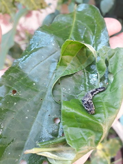 Consul fabius cecrops