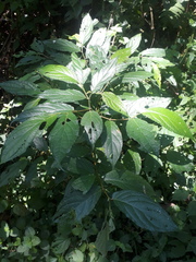 Consul fabius cecrops