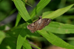 Erynnis baptisiae