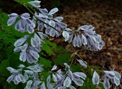 Podopterus mexicanus