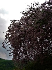 Podopterus mexicanus