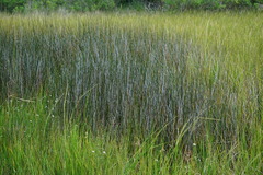 Juncus roemerianus
