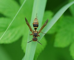 Polistes snelleni
