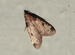 Aglossa costiferalis
