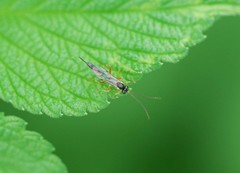 Ichneumonidae