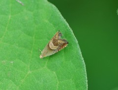 Grapholita delineana