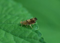 Grapholita delineana