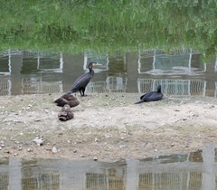Phalacrocorax carbo
