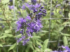 Caryopteris
