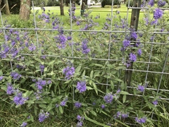 Caryopteris