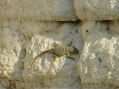 Sceloporus poinsettii
