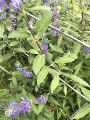 Caryopteris