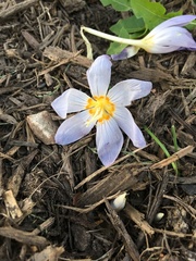 Crocus kotschyanus