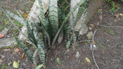 Sansevieria roxburghiana
