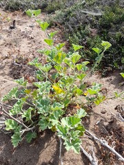 Sphaeralcea obtusiloba