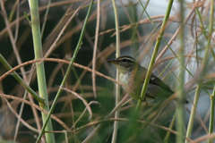 Phylloscopus plumbeitarsus