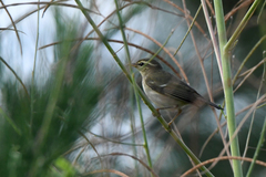 Phylloscopus plumbeitarsus