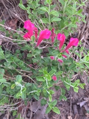 Scutellaria suffrutescens
