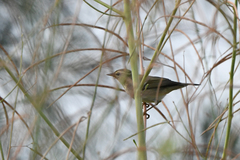 Phylloscopus plumbeitarsus