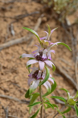 Monarda humilis