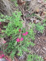 Scutellaria suffrutescens
