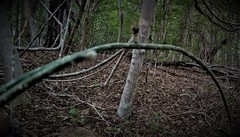 Acanthocereus fosterianus