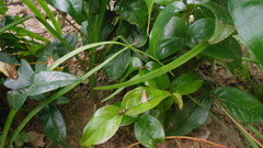 Eugenia uniflora