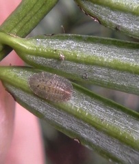 Pulvinaria camelicola