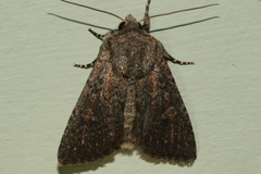 Dasygaster padockina