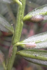 Pulvinaria camelicola