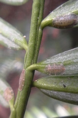 Pulvinaria camelicola