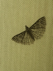 Alucitidae